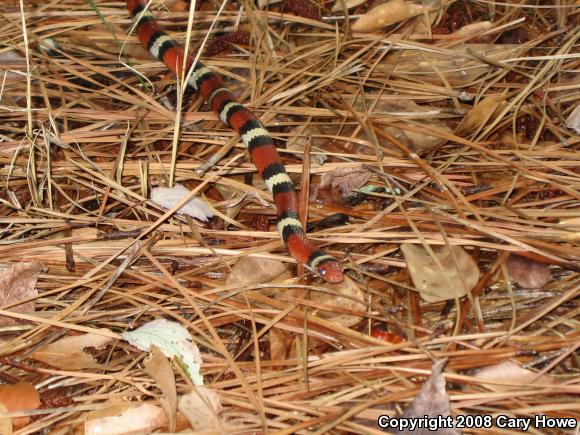 Scarlet Kingsnake (Lampropeltis triangulum elapsoides)