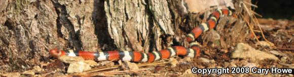 Scarlet Kingsnake (Lampropeltis triangulum elapsoides)