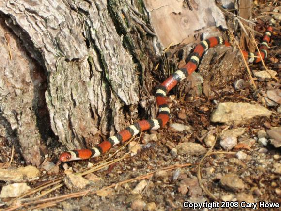 Scarlet Kingsnake (Lampropeltis triangulum elapsoides)