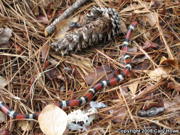 Scarlet Kingsnake (Lampropeltis triangulum elapsoides)