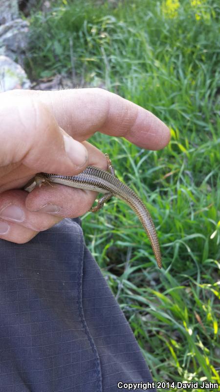 Variegated Skink (Plestiodon gilberti cancellosus)