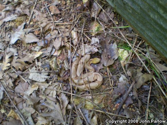 Osage Copperhead (Agkistrodon contortrix phaeogaster)