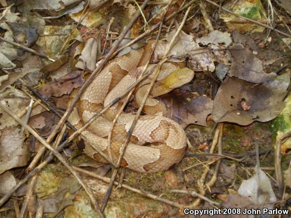 Osage Copperhead (Agkistrodon contortrix phaeogaster)