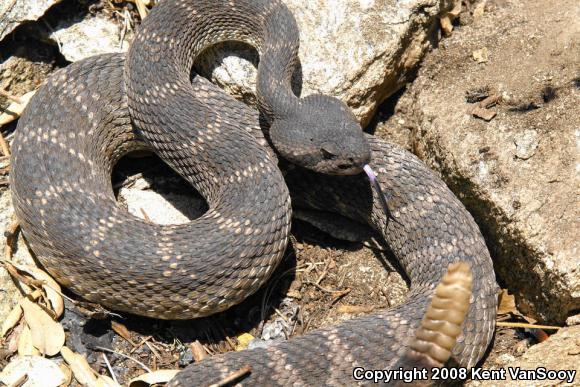 Southern Pacific Rattlesnake (Crotalus oreganus helleri)