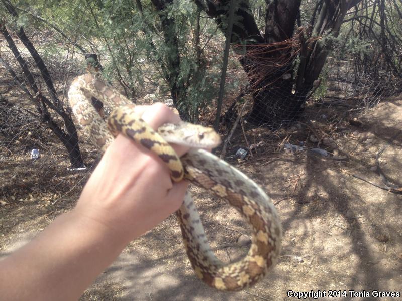 Gopher Snake (Pituophis catenifer)