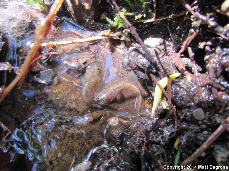 Cascade Torrent Salamander (Rhyacotriton cascadae)