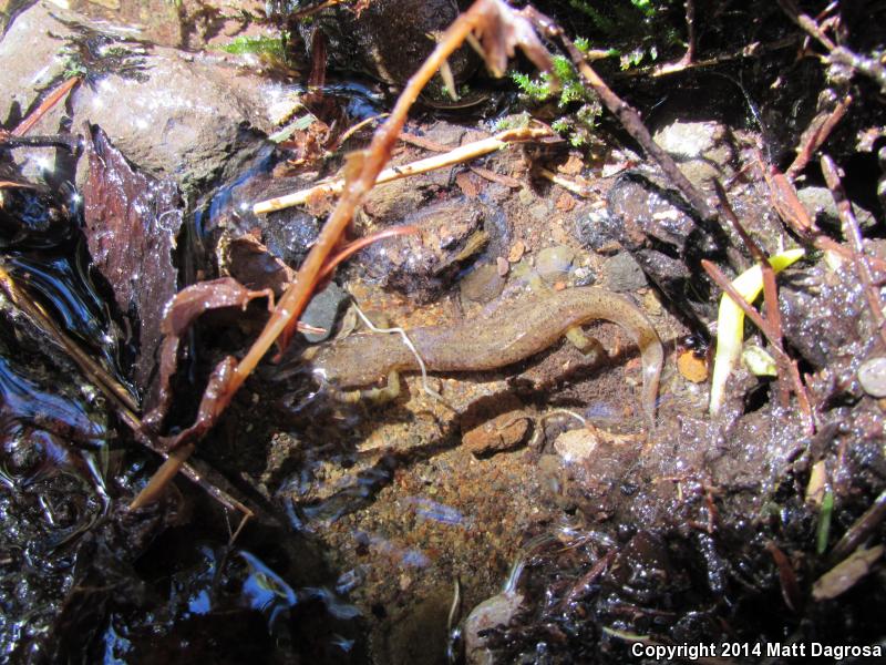 Cascade Torrent Salamander (Rhyacotriton cascadae)