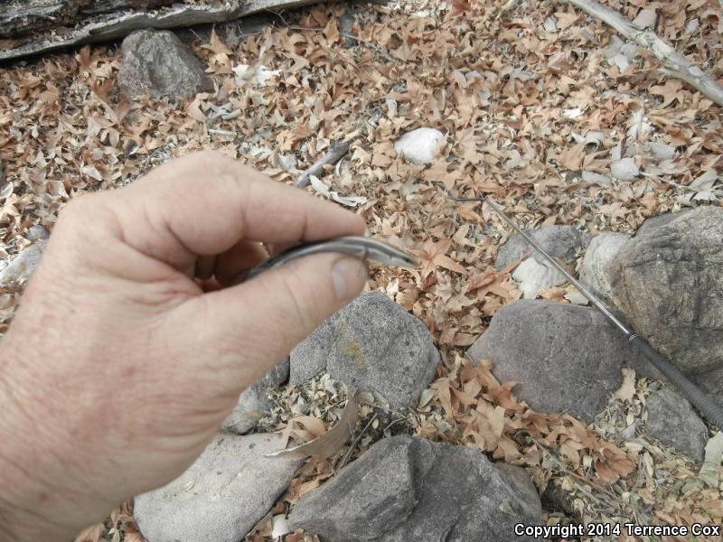 Mountain Skink (Plestiodon callicephalus)