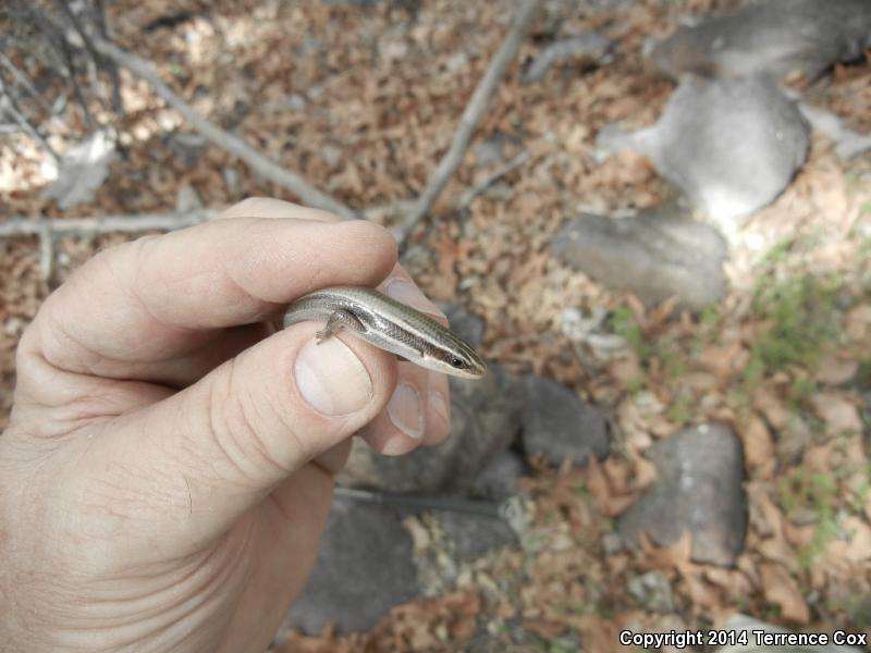 Mountain Skink (Plestiodon callicephalus)