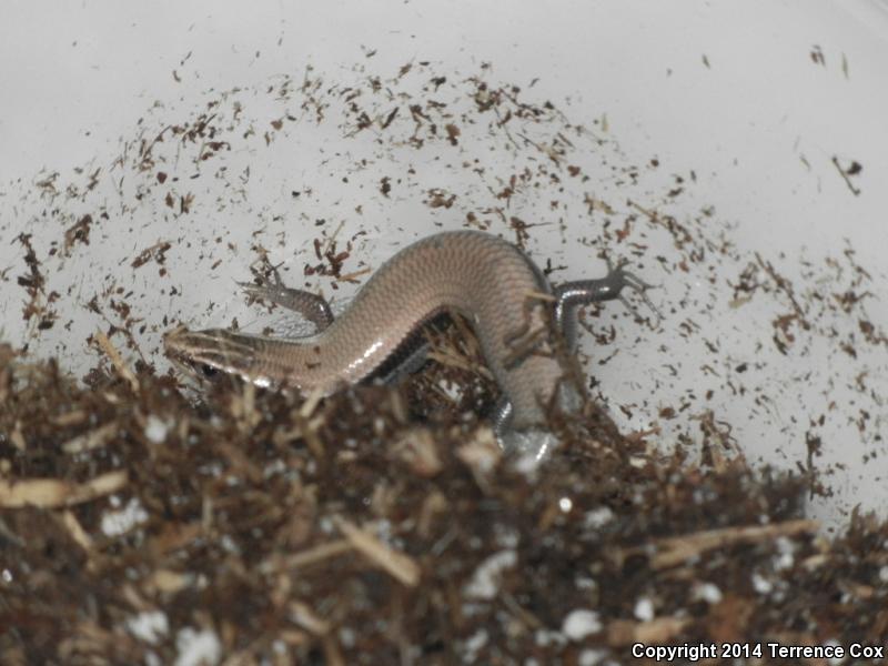 Mountain Skink (Plestiodon callicephalus)