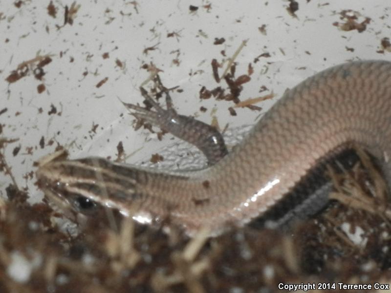 Mountain Skink (Plestiodon callicephalus)