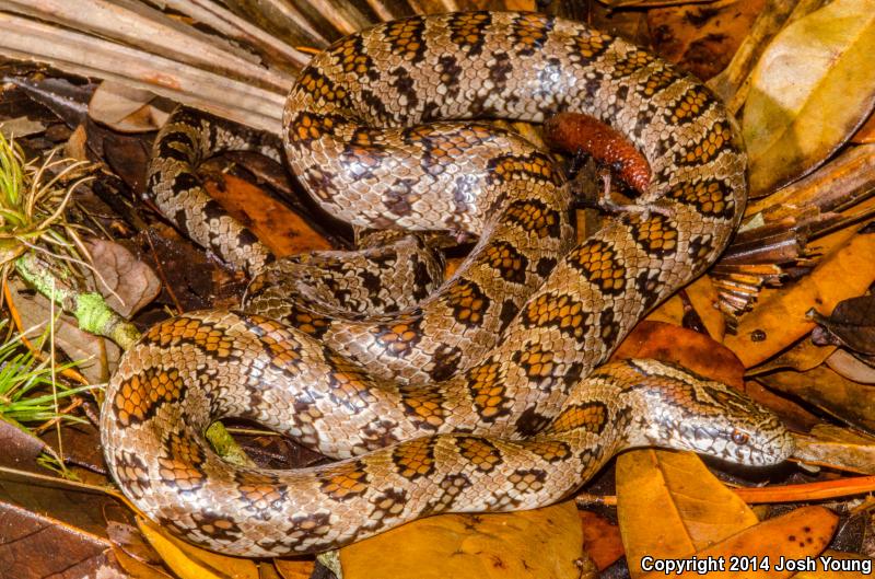 South Florida Mole Kingsnake (Lampropeltis calligaster occipitolineata)