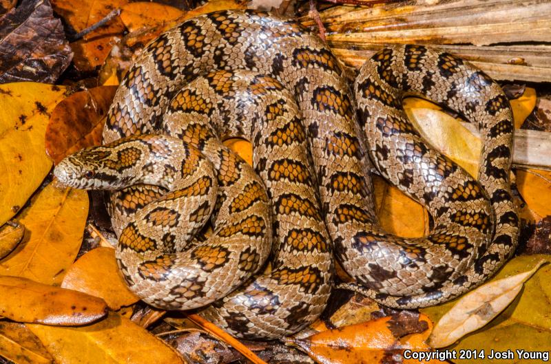 South Florida Mole Kingsnake (Lampropeltis calligaster occipitolineata)