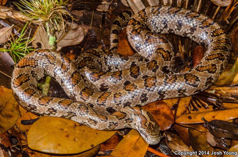 South Florida Mole Kingsnake (Lampropeltis calligaster occipitolineata)