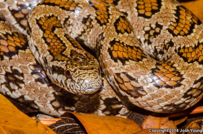 South Florida Mole Kingsnake (Lampropeltis calligaster occipitolineata)