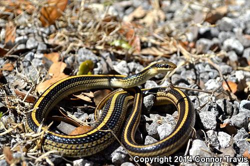 Texas Patch-nosed Snake (Salvadora grahamiae lineata)