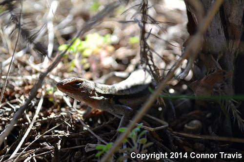 Rose-bellied Lizard (Sceloporus variabilis)