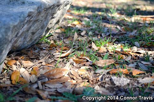 Rose-bellied Lizard (Sceloporus variabilis)