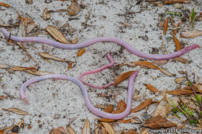 Florida Worm Lizard (Rhineura floridana)