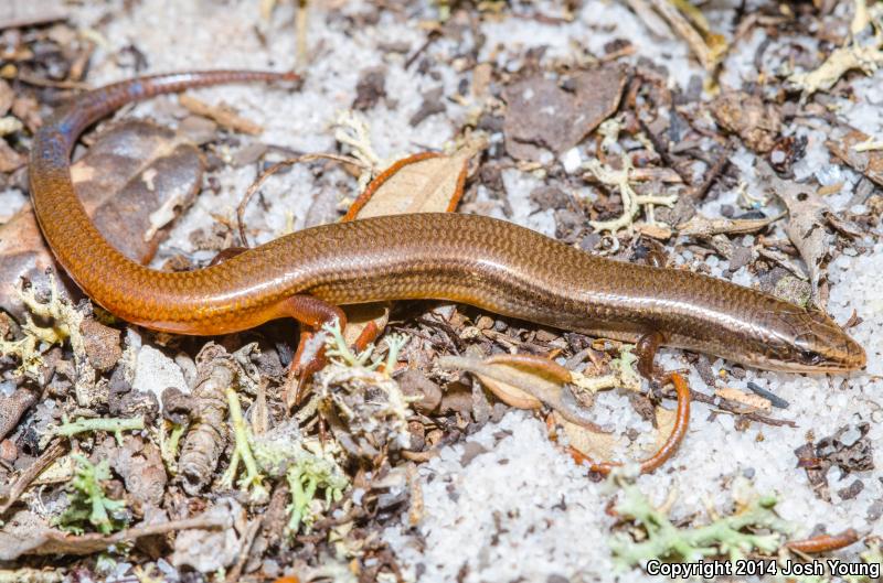 Bluetail Mole Skink (Plestiodon egregius lividus)