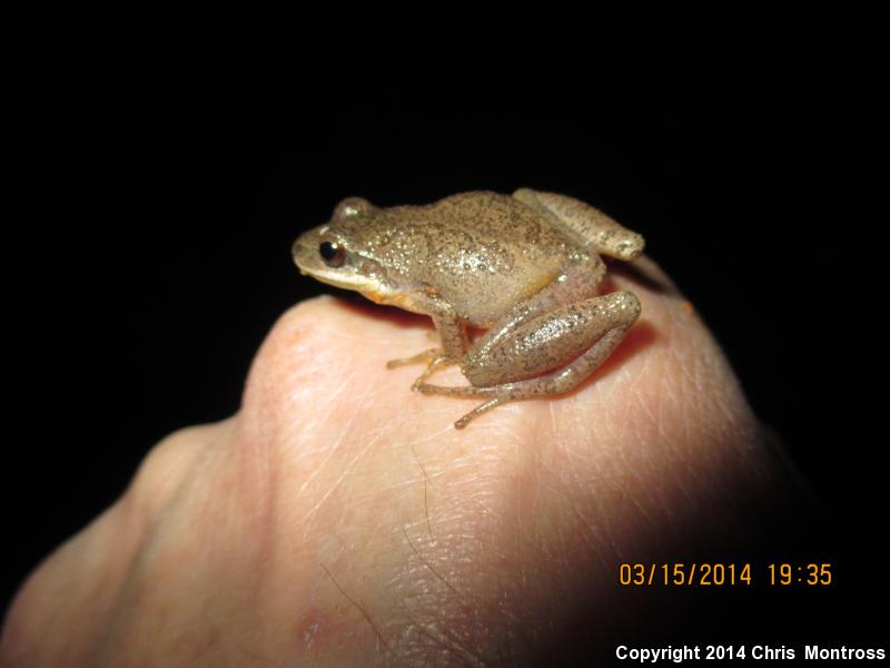 Mountain Chorus Frog (Pseudacris brachyphona)