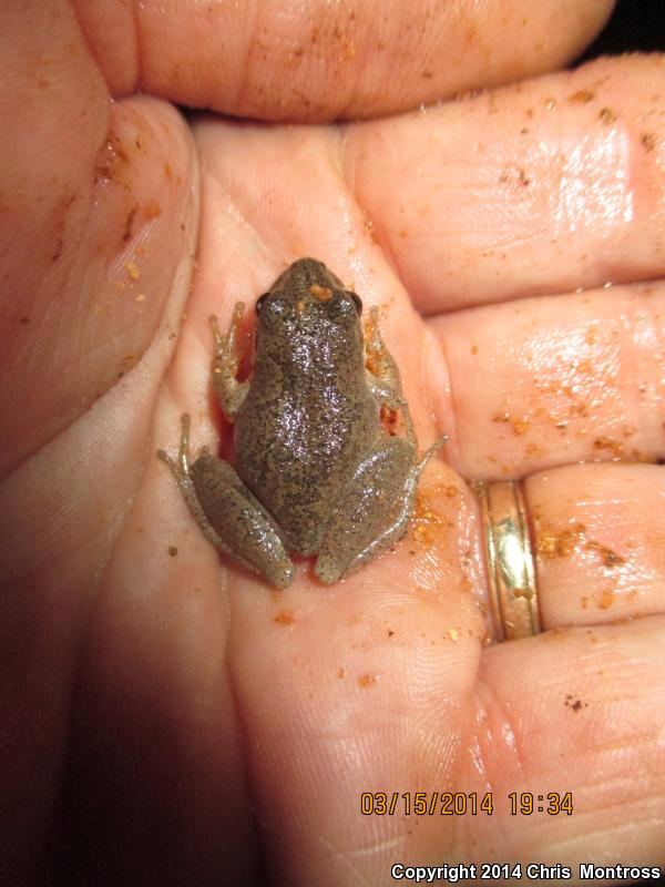 Mountain Chorus Frog (Pseudacris brachyphona)