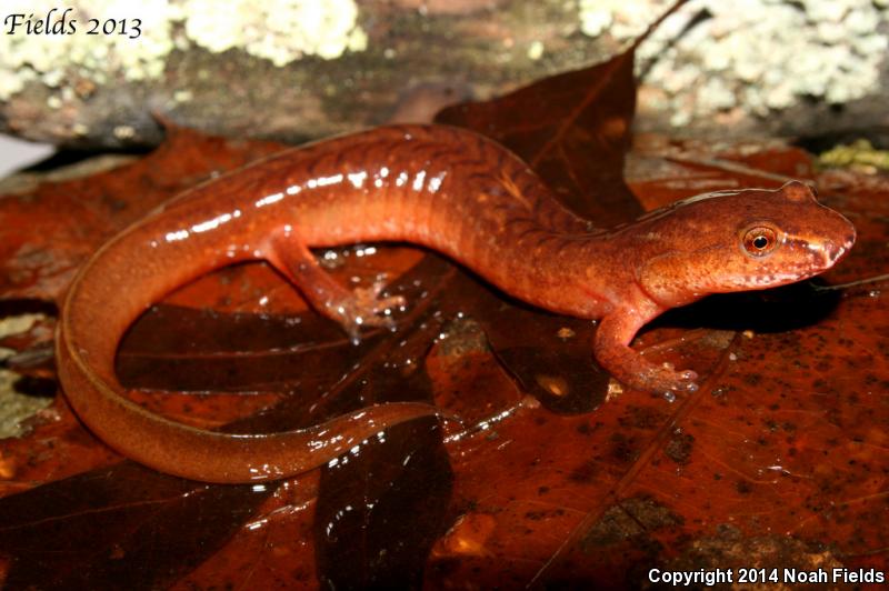 Blue Ridge Spring Salamander (Gyrinophilus porphyriticus danielsi)