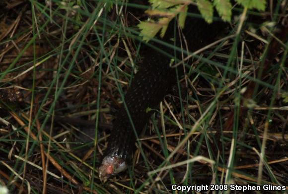 Northern Watersnake (Nerodia sipedon sipedon)