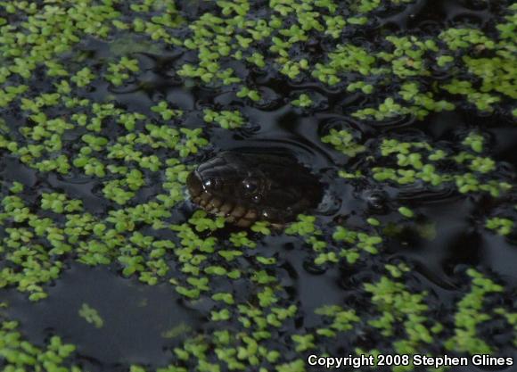 Northern Watersnake (Nerodia sipedon sipedon)