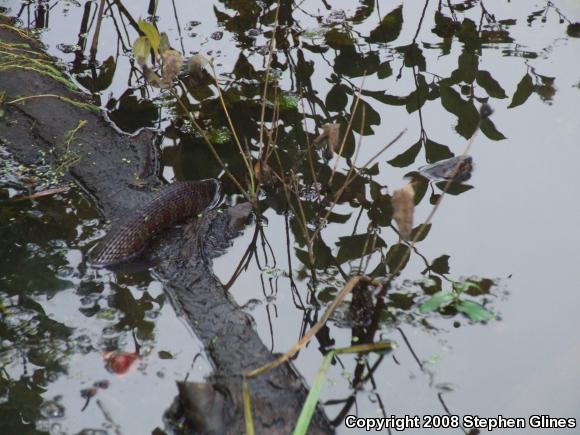 Northern Watersnake (Nerodia sipedon sipedon)