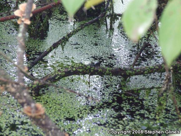 Northern Watersnake (Nerodia sipedon sipedon)