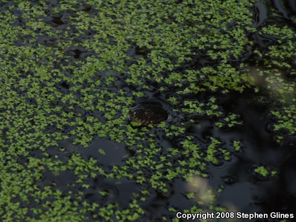 Northern Watersnake (Nerodia sipedon sipedon)