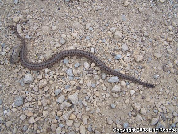 Dekay's Brownsnake (Storeria dekayi)