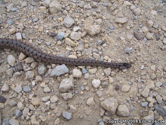 Dekay's Brownsnake (Storeria dekayi)