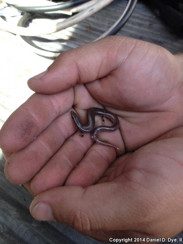 Peninsula Mole Skink (Plestiodon egregius onocrepis)