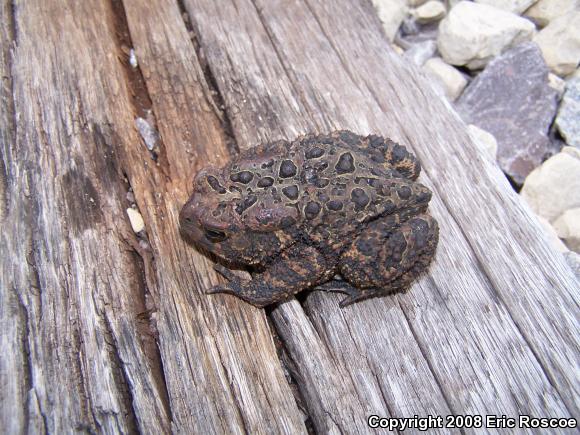 Eastern American Toad (Anaxyrus americanus americanus)