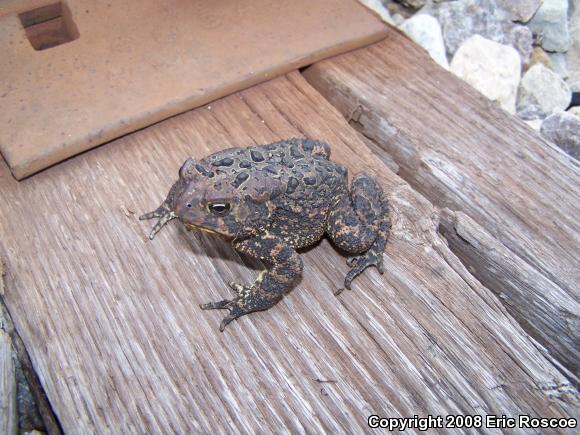 Eastern American Toad (Anaxyrus americanus americanus)