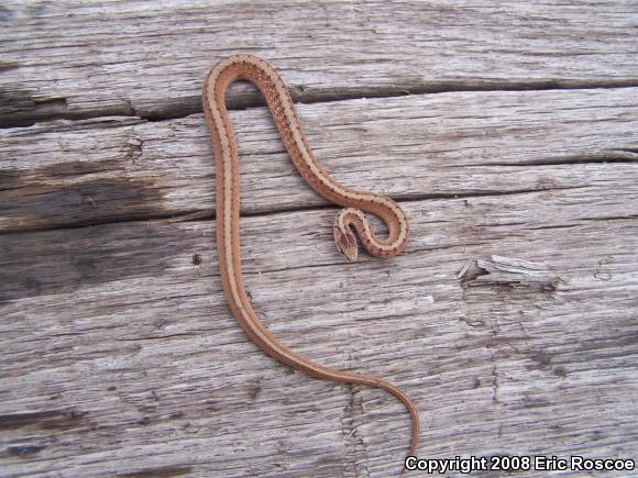 Dekay's Brownsnake (Storeria dekayi)