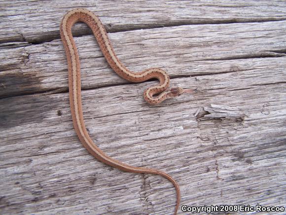 Dekay's Brownsnake (Storeria dekayi)