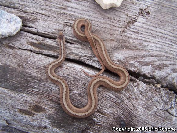 Dekay's Brownsnake (Storeria dekayi)