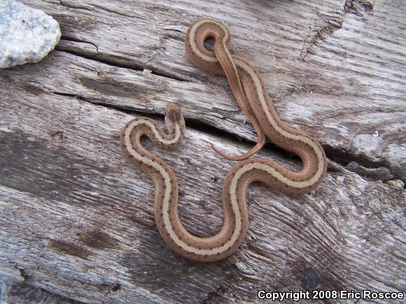 Dekay's Brownsnake (Storeria dekayi)