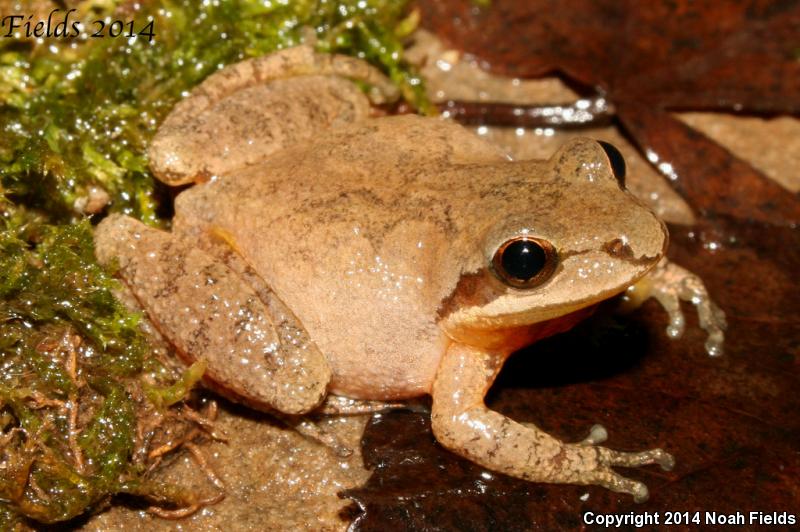 Mountain Chorus Frog (Pseudacris brachyphona)