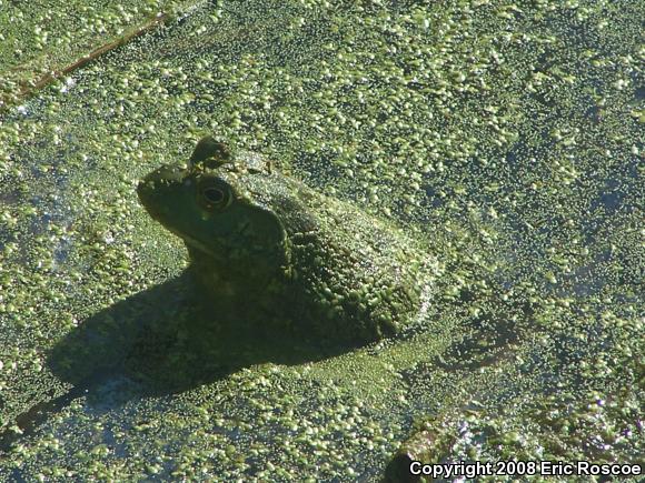 American Bullfrog (Lithobates catesbeianus)