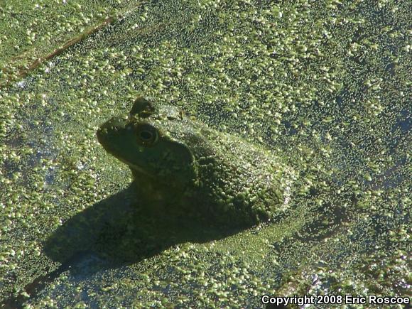 American Bullfrog (Lithobates catesbeianus)