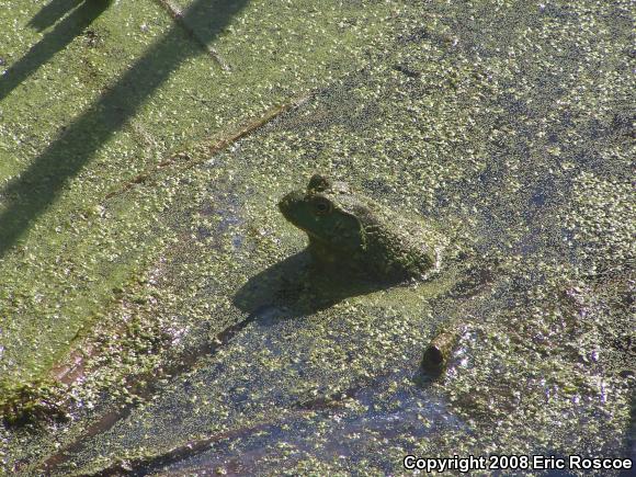 American Bullfrog (Lithobates catesbeianus)