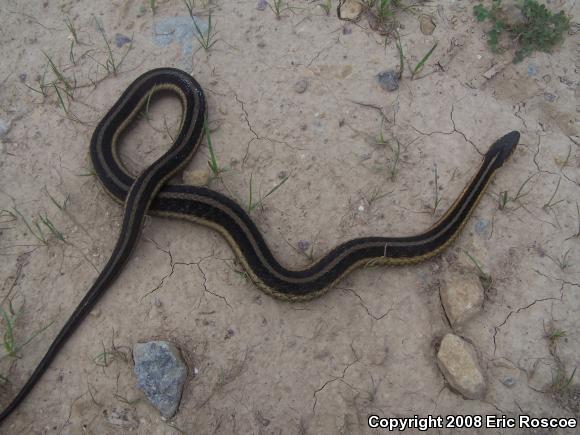 Eastern Gartersnake (Thamnophis sirtalis sirtalis)