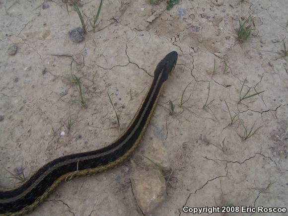 Eastern Gartersnake (Thamnophis sirtalis sirtalis)