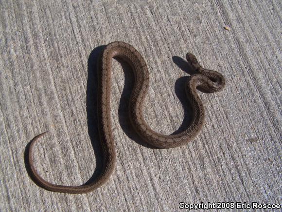 Dekay's Brownsnake (Storeria dekayi)