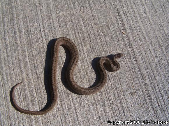 Dekay's Brownsnake (Storeria dekayi)