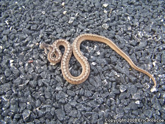 Dekay's Brownsnake (Storeria dekayi)